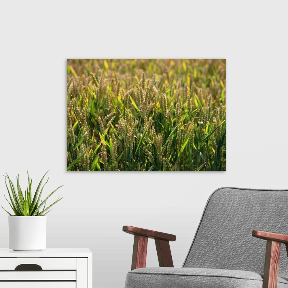 A modern room featuring Close-up of heads of wheat in a summer field at Enfield Chase, England, UK