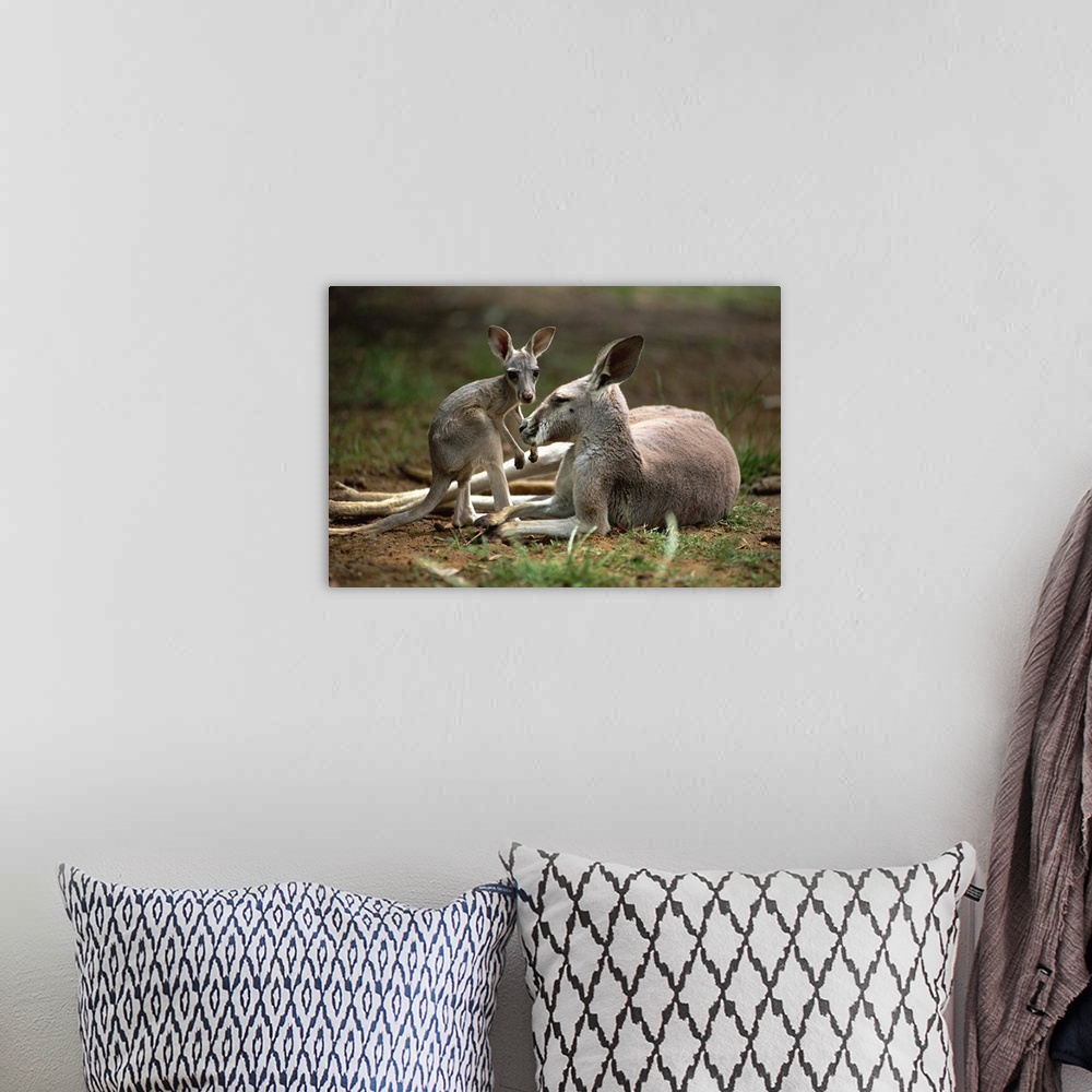 A bohemian room featuring Close-up of mother and young, western gray kangaroos, Australia