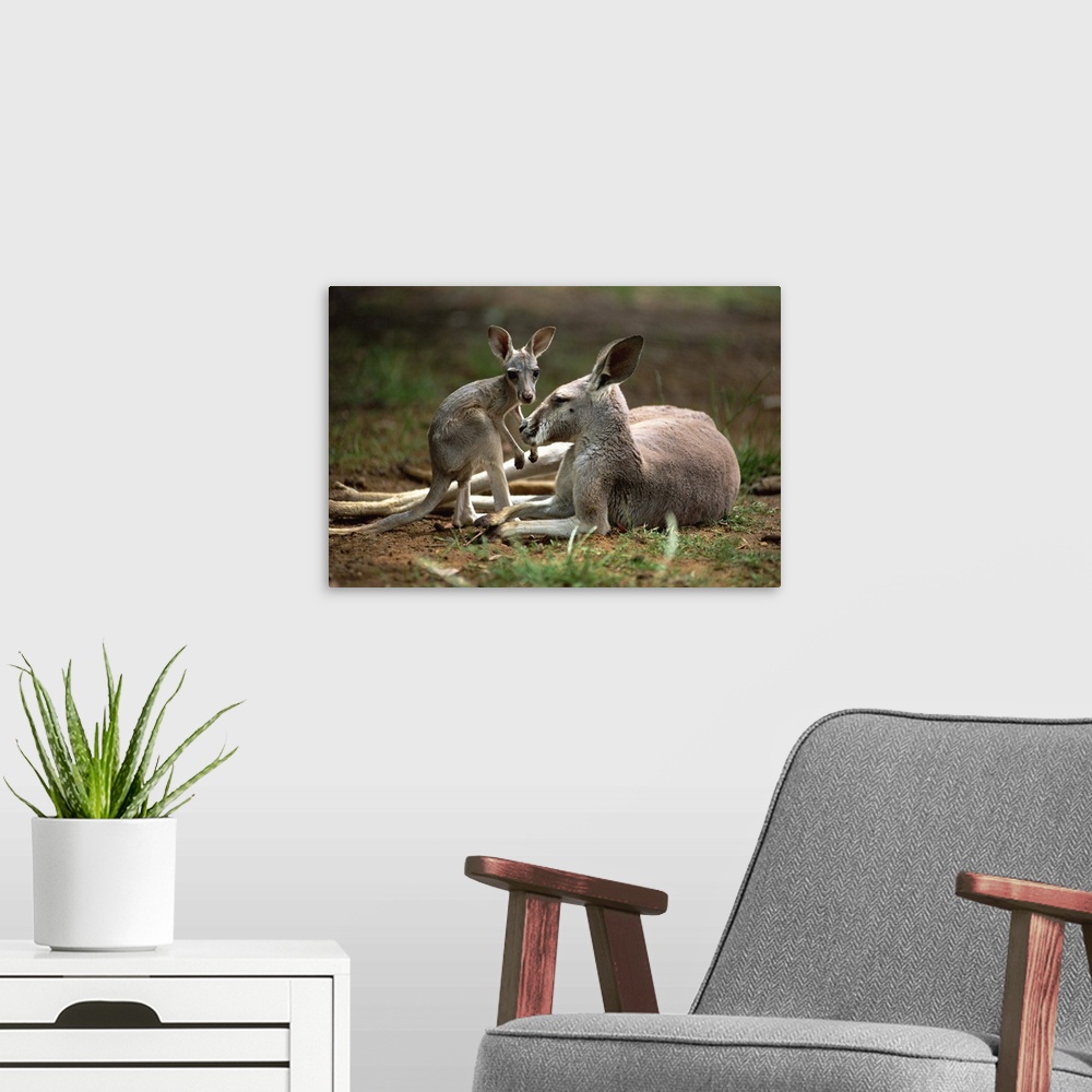 A modern room featuring Close-up of mother and young, western gray kangaroos, Australia