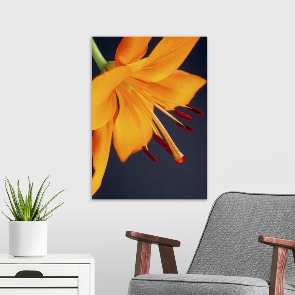 A modern room featuring Close-up of orange lilium Brunello flower, against a blue background