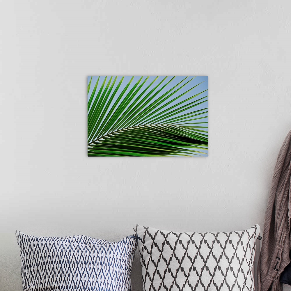 A bohemian room featuring Close-up of palm leaf at Ko Samet Island, Rayong, Thailand, Asia
