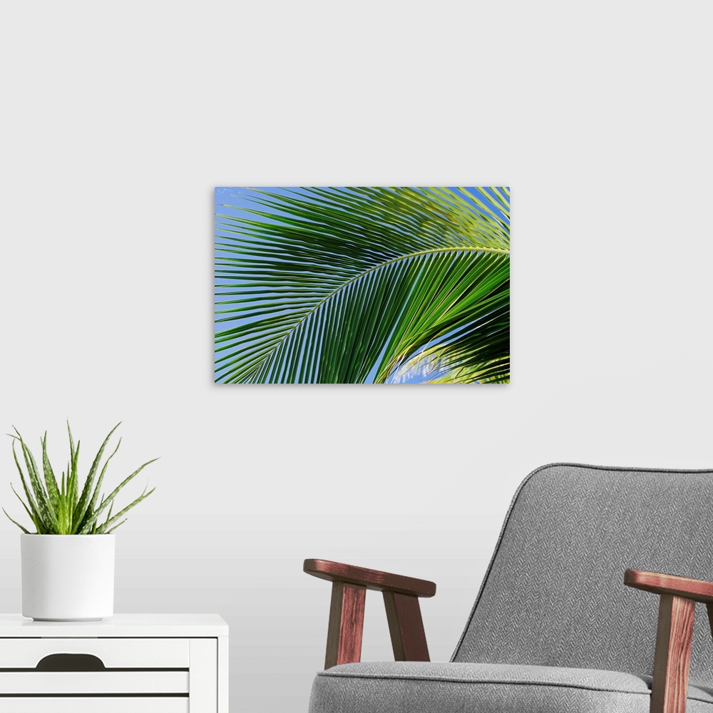 A modern room featuring Close-up of palm leaf at Ko Samet Island, Rayong, Thailand, Asia