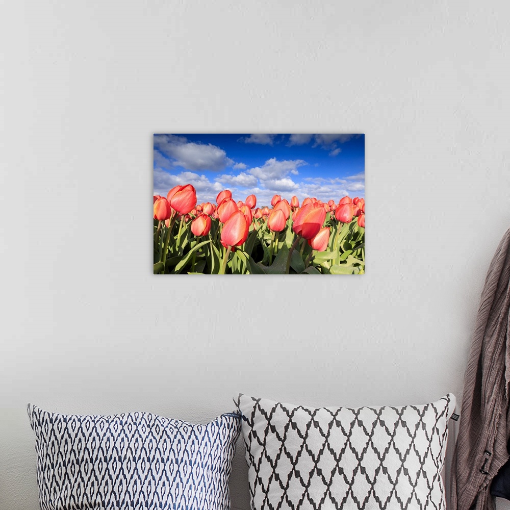 A bohemian room featuring Close up of red tulips during spring bloom in the fields of Oude-Tonge, Goeree-Overflakkee, South...