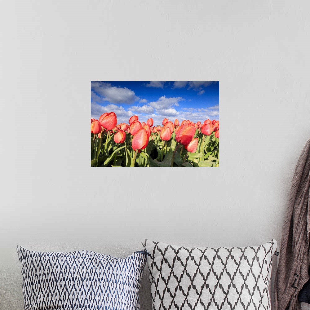 A bohemian room featuring Close up of red tulips during spring bloom in the fields of Oude-Tonge, Goeree-Overflakkee, South...