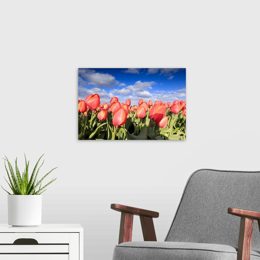 A modern room featuring Close up of red tulips during spring bloom in the fields of Oude-Tonge, Goeree-Overflakkee, South...