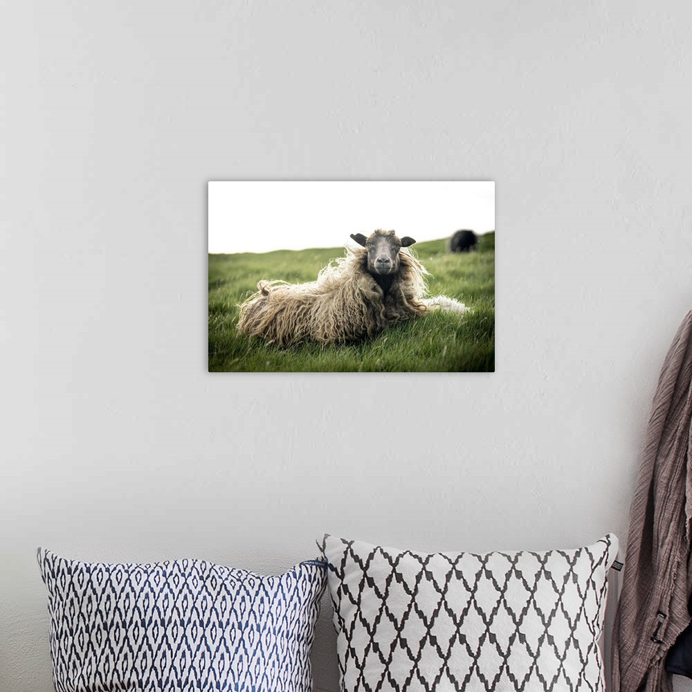 A bohemian room featuring Close-up of single sheep on grass, Faroe Islands, Denmark, Europe