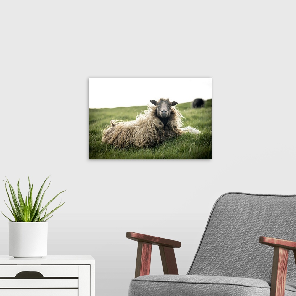 A modern room featuring Close-up of single sheep on grass, Faroe Islands, Denmark, Europe