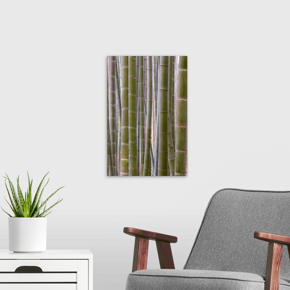 A modern room featuring Close-up of stems, Bamboo Forest, Sagano, Ukyo Ward, Arashiyama, Kyoto, Kansai region, island of ...