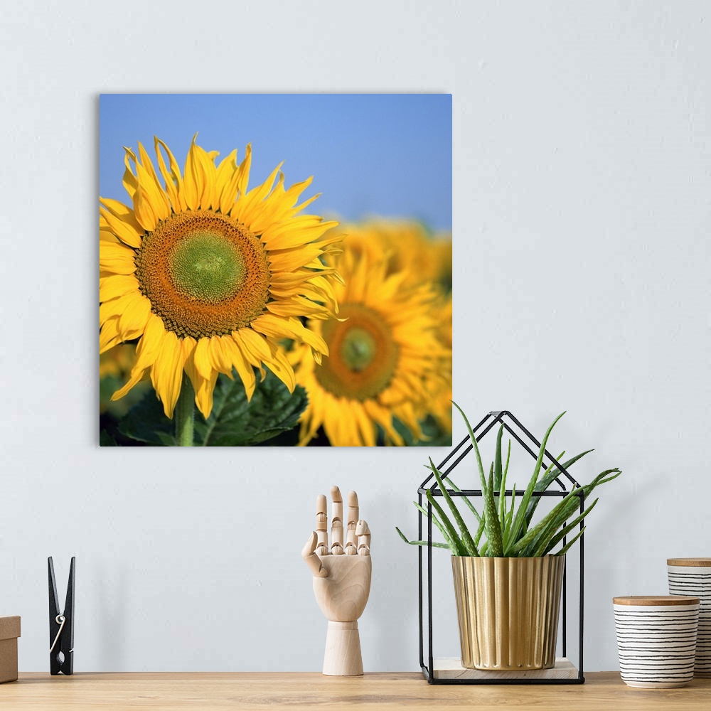 A bohemian room featuring Close-up of sunflowers in Italy, Europe