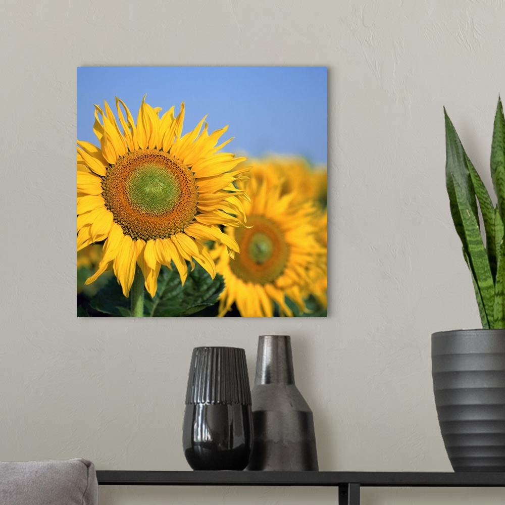 A modern room featuring Close-up of sunflowers in Italy, Europe