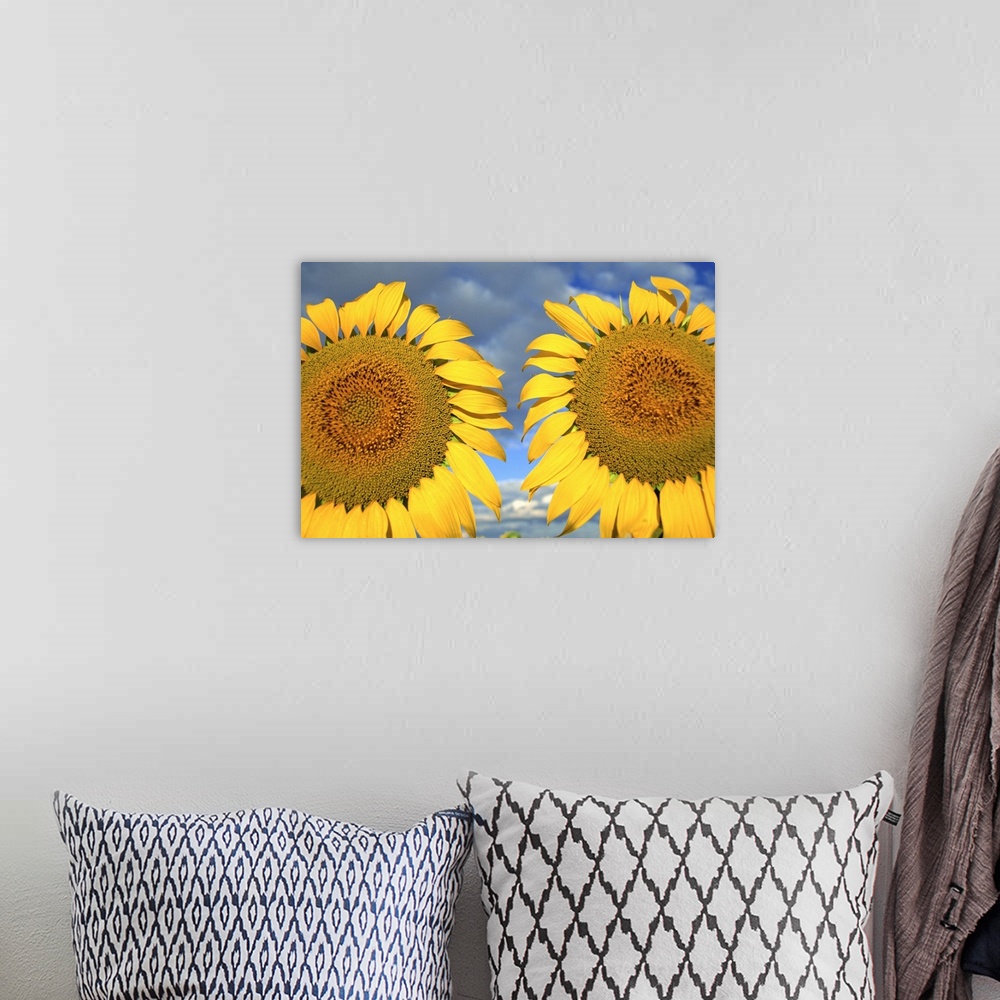 A bohemian room featuring Close-up of two sunflower heads in the Spanish sun, Spain, Europe