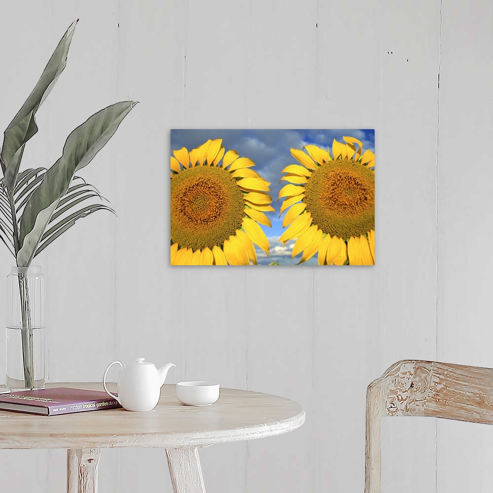 A farmhouse room featuring Close-up of two sunflower heads in the Spanish sun, Spain, Europe