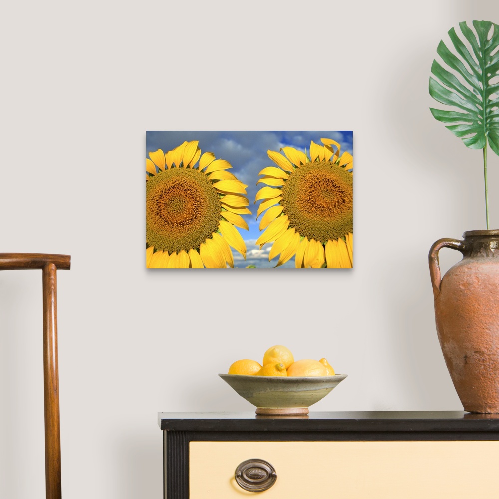 A traditional room featuring Close-up of two sunflower heads in the Spanish sun, Spain, Europe