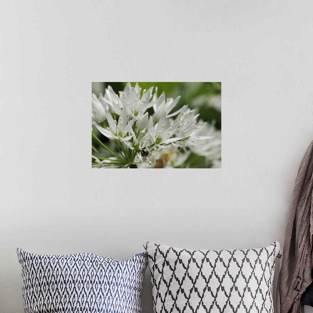 A bohemian room featuring Close-up of wild garlic