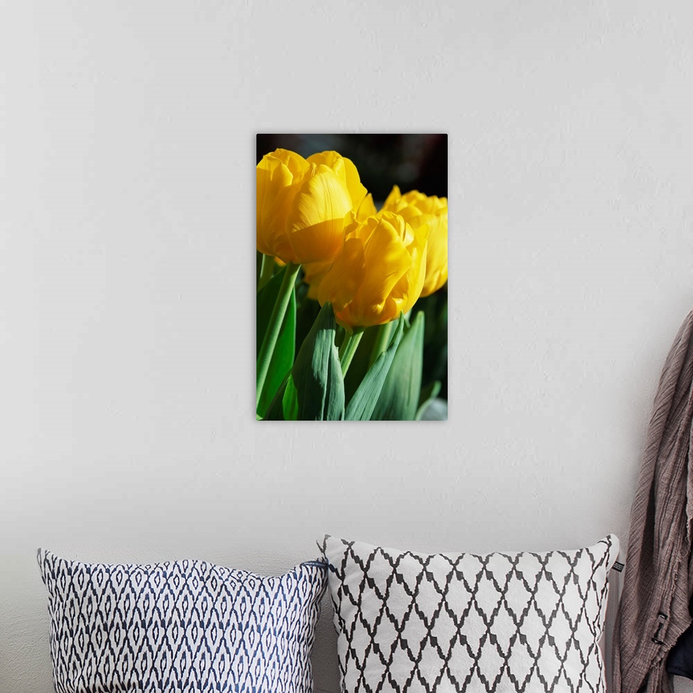 A bohemian room featuring Close-up of yellow tulips at Lisse, Netherlands, Europe