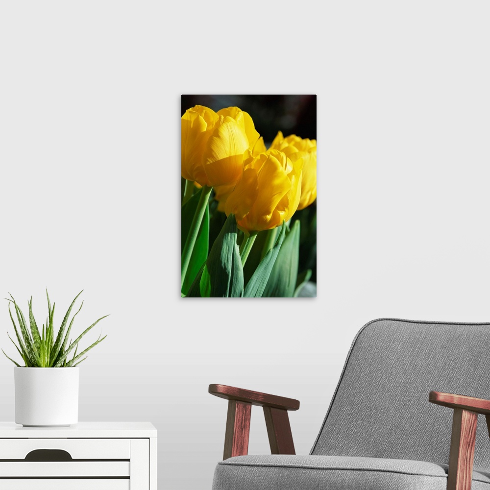 A modern room featuring Close-up of yellow tulips at Lisse, Netherlands, Europe