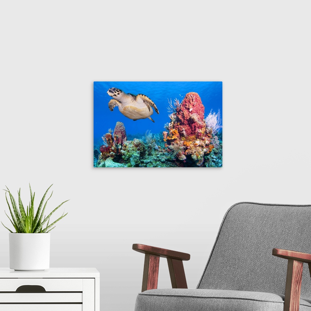 A modern room featuring Close up photo of a Green sea turtle (Chelonia mydas) swimming next to a giant red barrel sponge ...