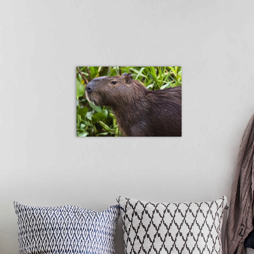 A bohemian room featuring Close-up portrait of a capybara, Pantanal, Mato Grosso, Brazil