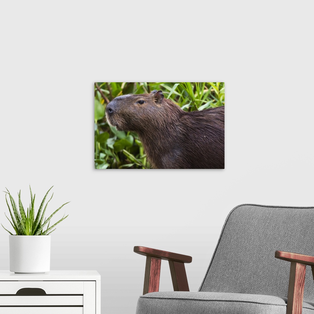 A modern room featuring Close-up portrait of a capybara, Pantanal, Mato Grosso, Brazil