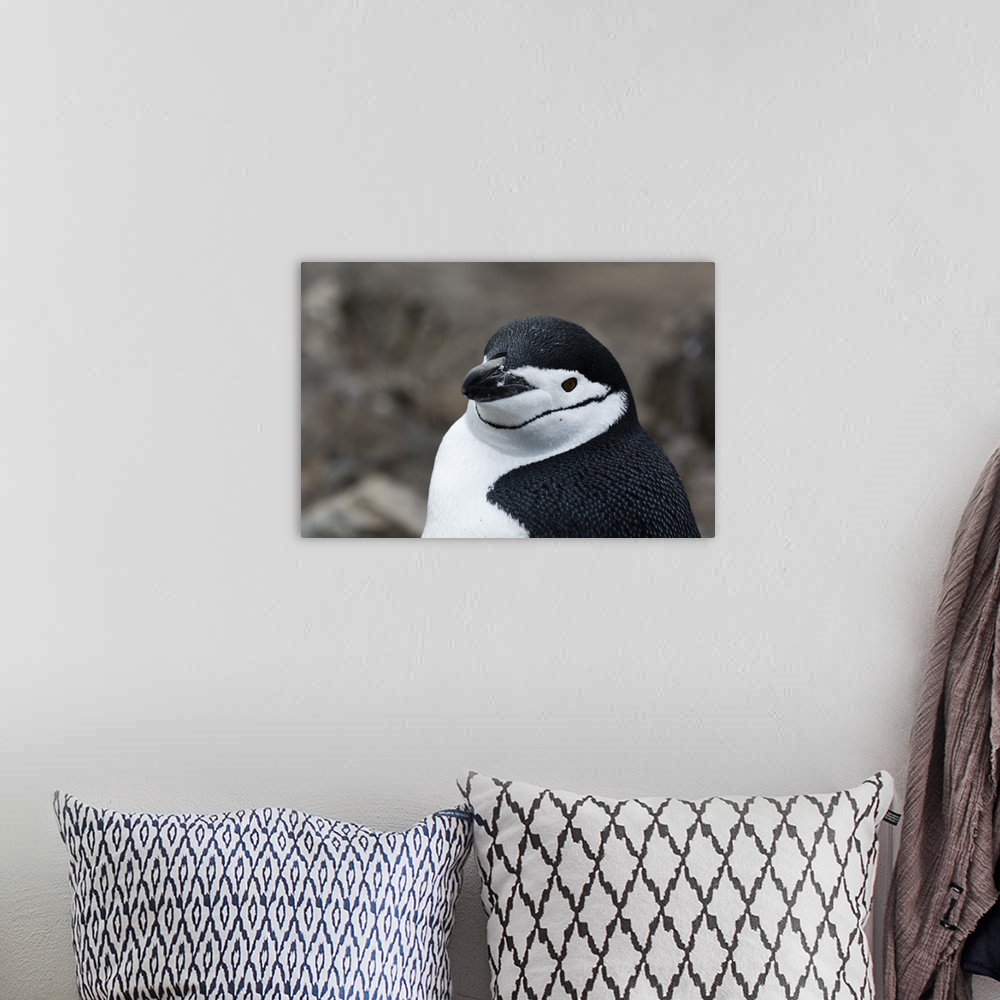 A bohemian room featuring Close up portrait of a chinstrap penguin, Half Moon Island, Antarctica