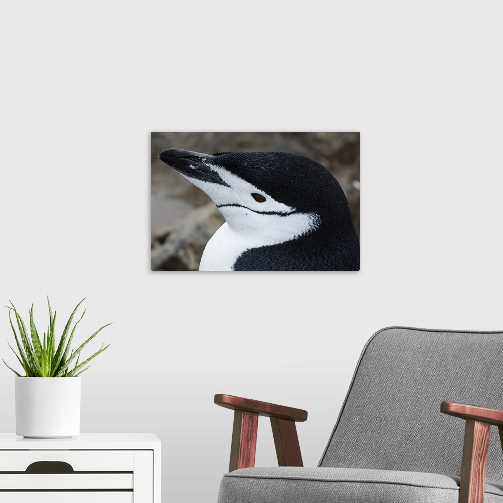 A modern room featuring Close up portrait of a chinstrap penguin, Half Moon Island, Antarctica