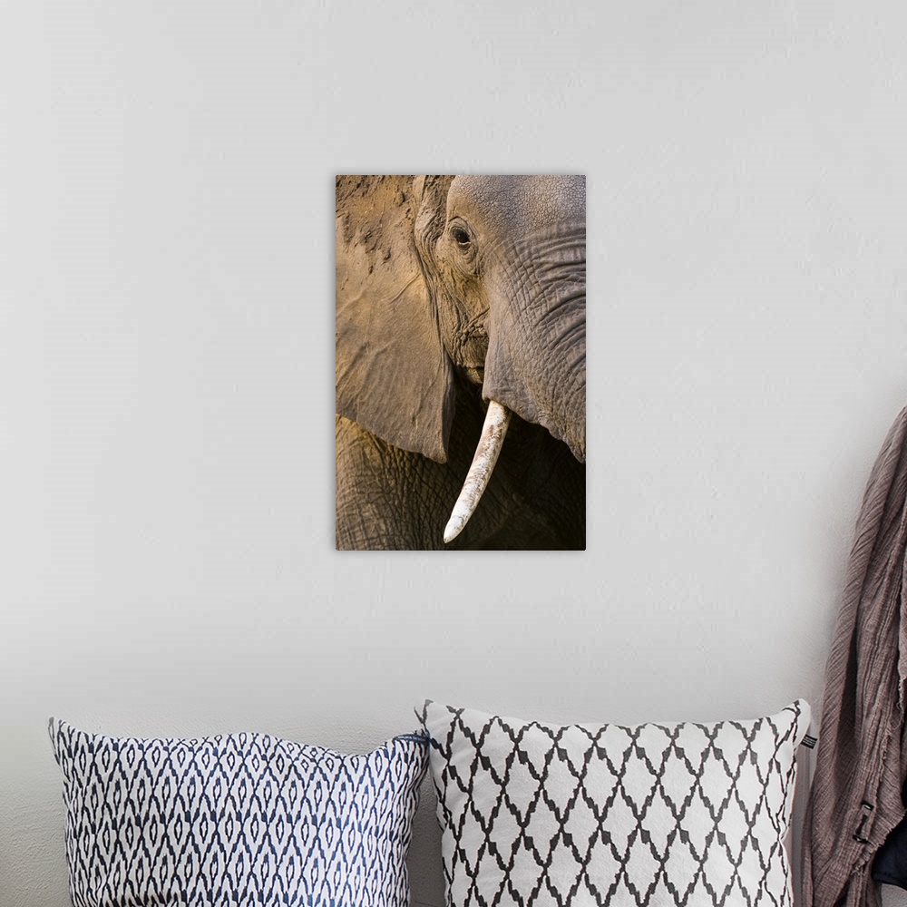 A bohemian room featuring Close-up portrait of an African elephant (Loxodonta africana), Khwai Concession, Okavango Delta, ...