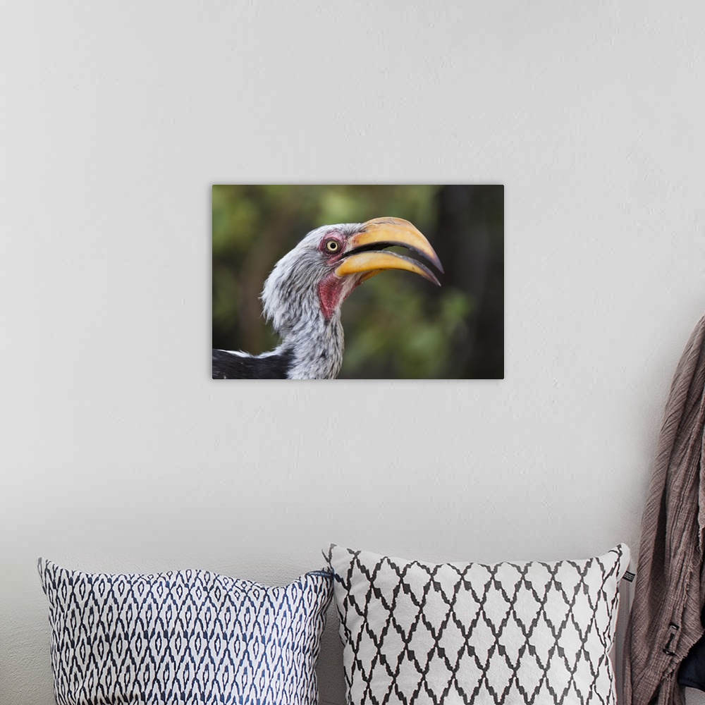 A bohemian room featuring Close-up portrait of an eastern yellow-billed hornbill (Tockus flavirostris), Khwai Concession, O...