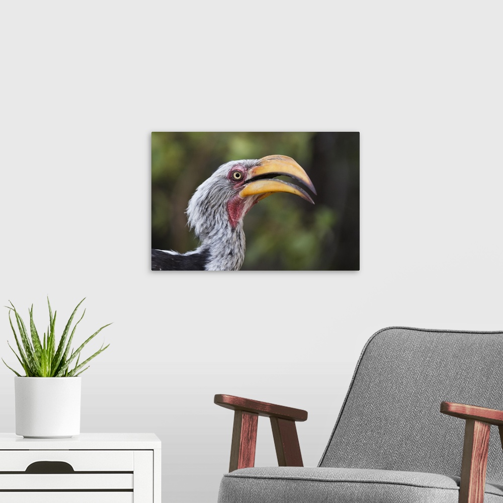 A modern room featuring Close-up portrait of an eastern yellow-billed hornbill (Tockus flavirostris), Khwai Concession, O...
