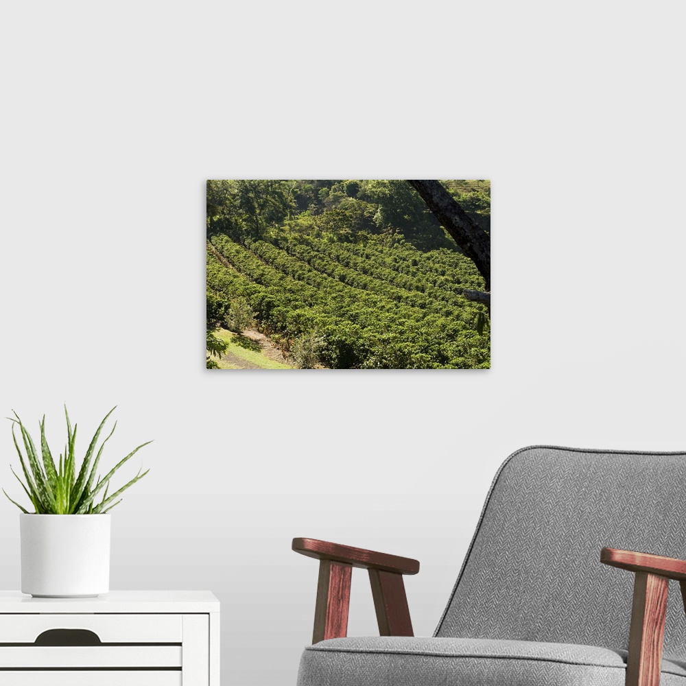A modern room featuring Coffee plantations on the slopes of the Poas Volcano, near San Jose, Costa Rica