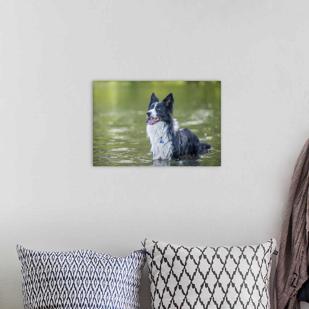 A bohemian room featuring Collie standing in a river, United Kingdom, Europe