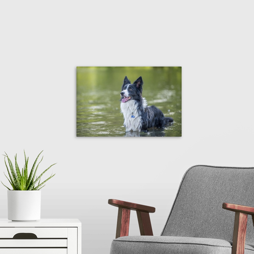 A modern room featuring Collie standing in a river, United Kingdom, Europe