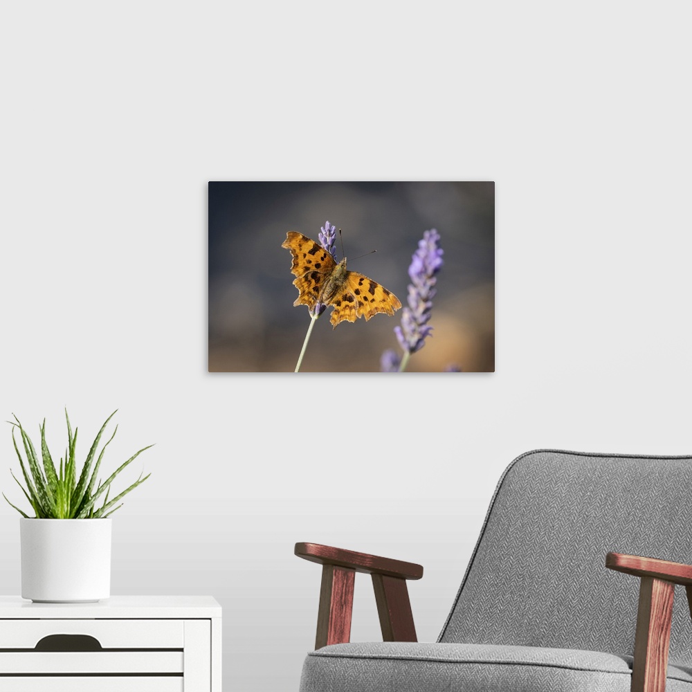 A modern room featuring Comma Butterfly (Polygonia c-album) on Lavender (Lavandula), Cheshire, England, United Kingdom, E...