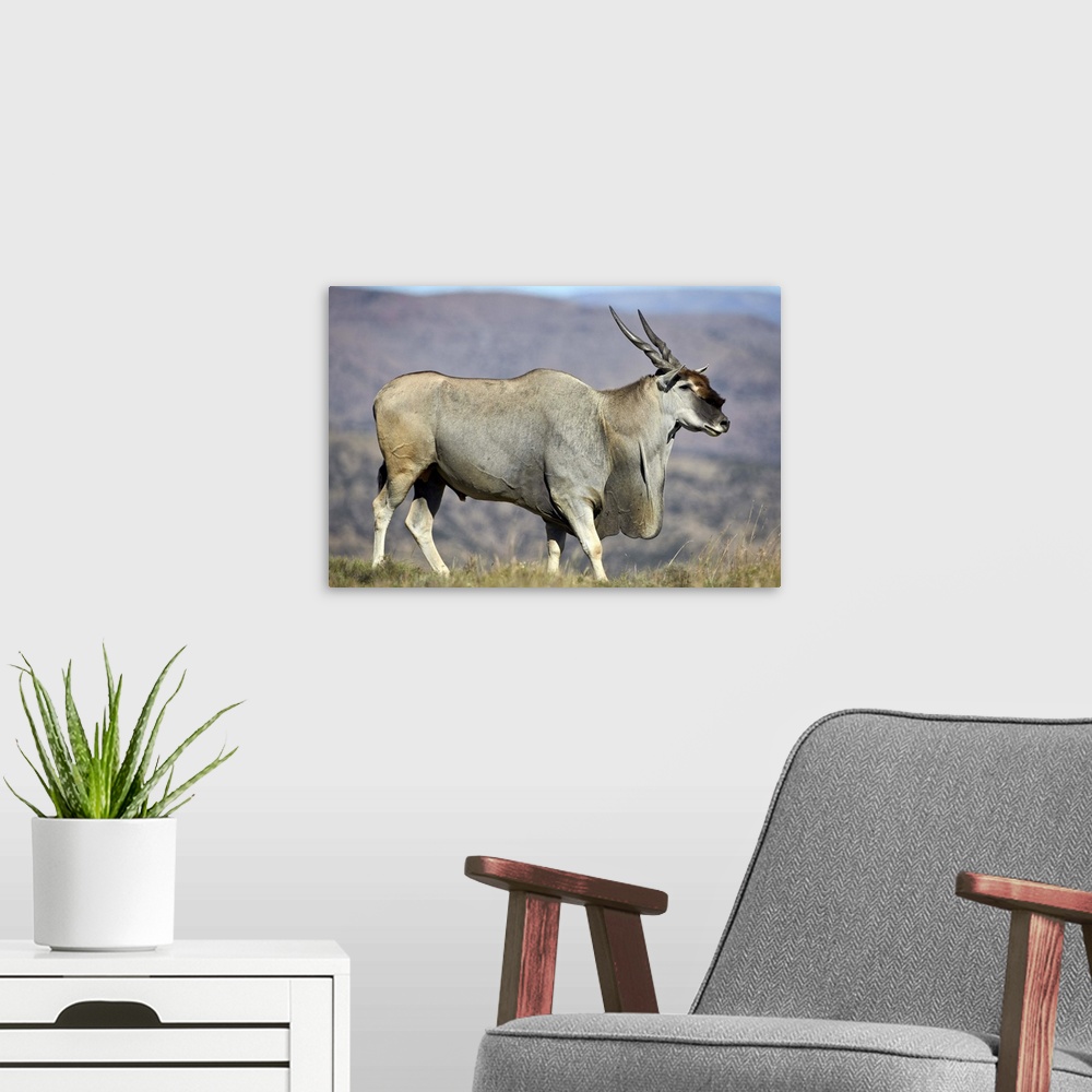 A modern room featuring Common eland (Taurotragus oryx) buck, Mountain Zebra National Park, South Africa, Africa.