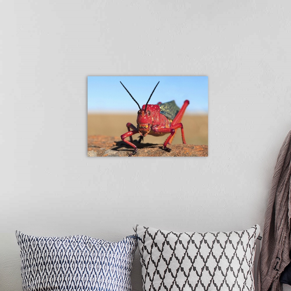 A bohemian room featuring Common milkweed locust, Karoo, South Africa