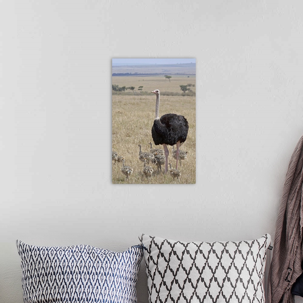 A bohemian room featuring Common ostrich male watching chicks, Masai Mara National Reserve, Kenya, Africa