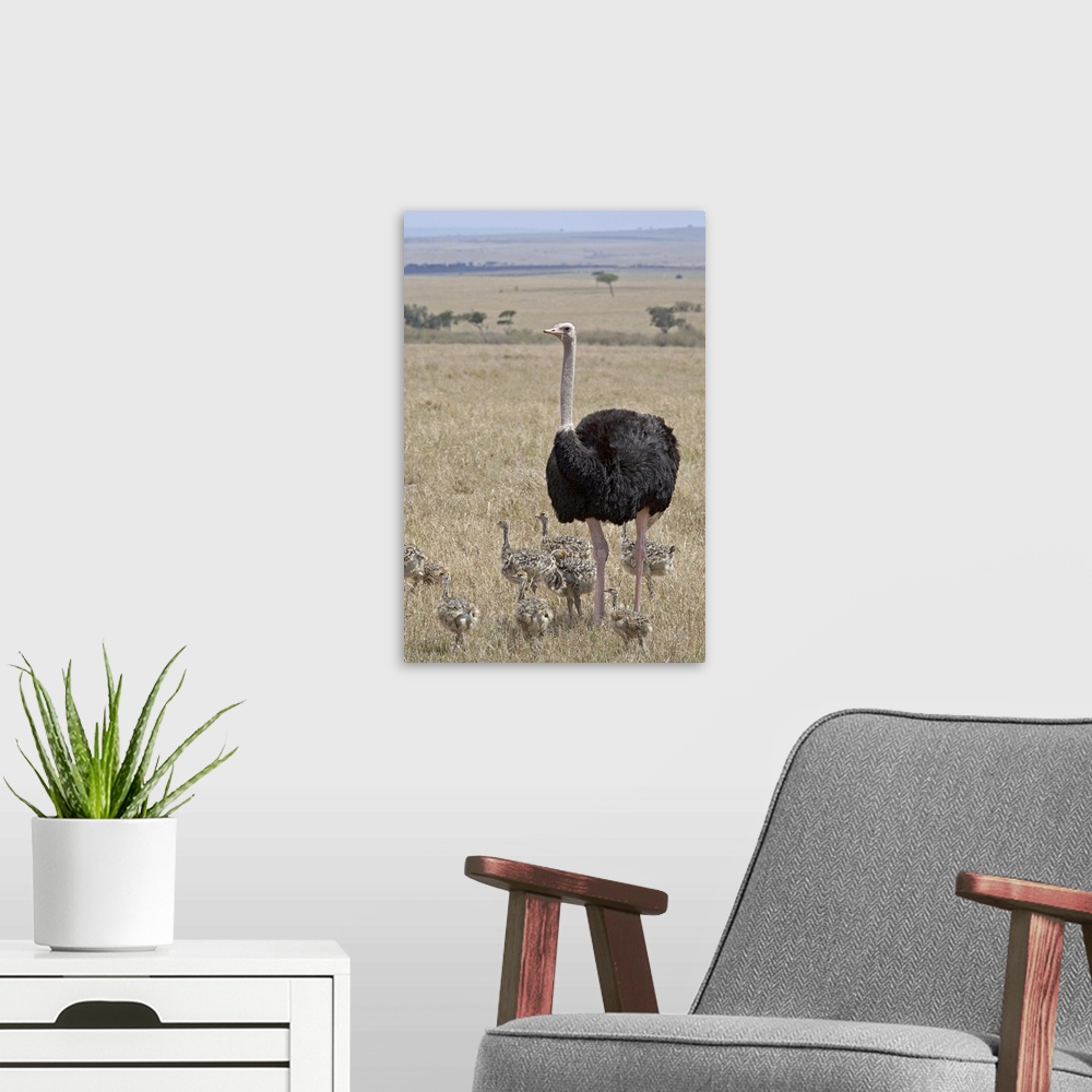 A modern room featuring Common ostrich male watching chicks, Masai Mara National Reserve, Kenya, Africa