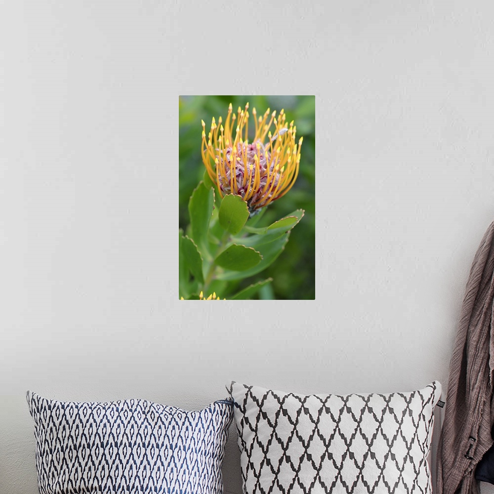 A bohemian room featuring Common Pincushion Protea (Leucospermum cordifolium), Cape Town, South Africa, Africa