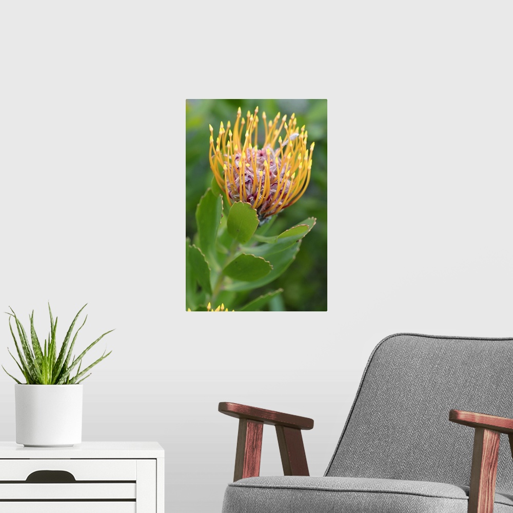 A modern room featuring Common Pincushion Protea (Leucospermum cordifolium), Cape Town, South Africa, Africa