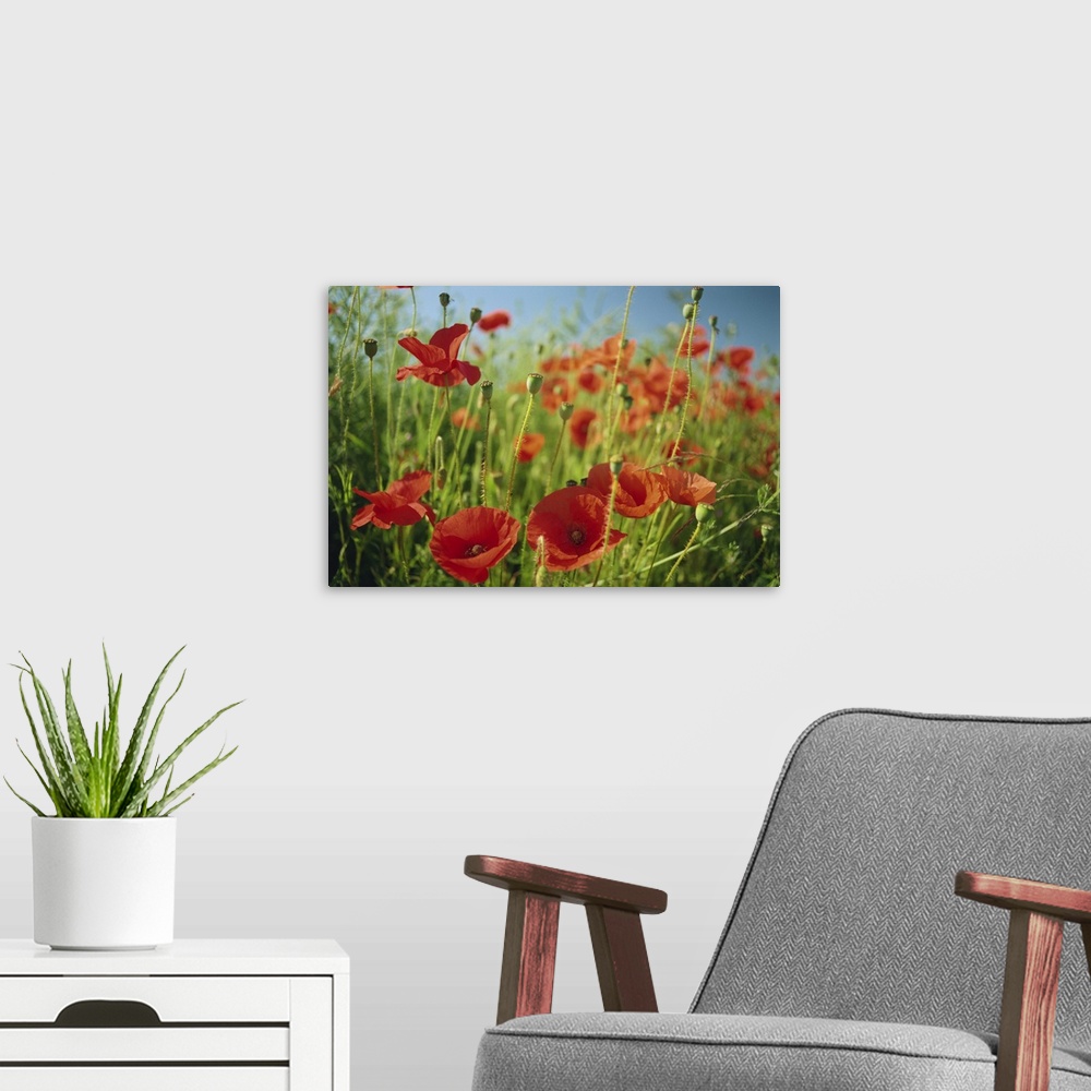 A modern room featuring Common poppies near Peterborough, Cambridgeshire, England, UK