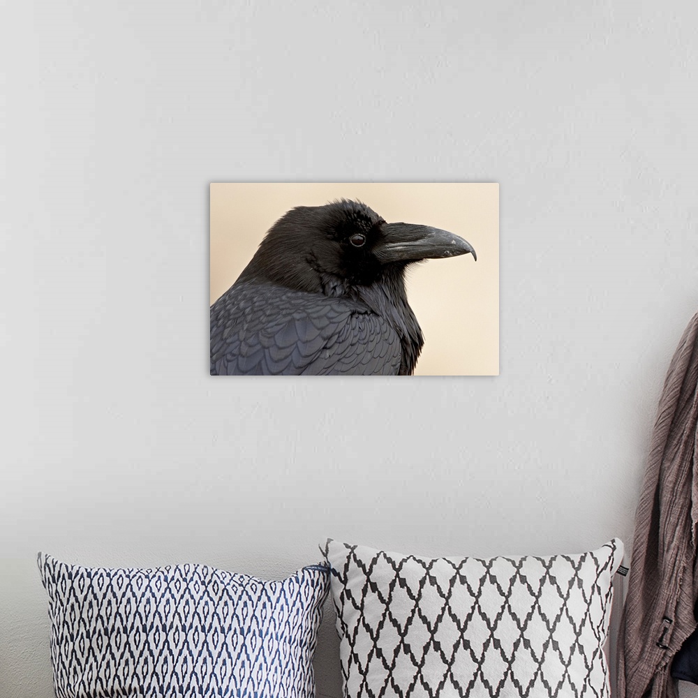 A bohemian room featuring Common raven, Petrified Forest National Park, Arizona