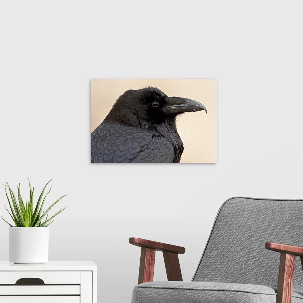 A modern room featuring Common raven, Petrified Forest National Park, Arizona