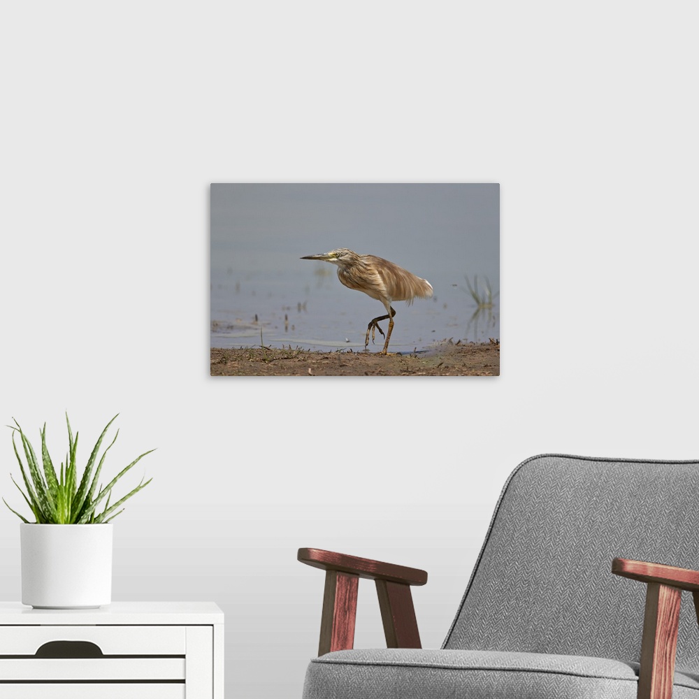 A modern room featuring Common Squacco heron, immature, Selous Game Reserve, Tanzania