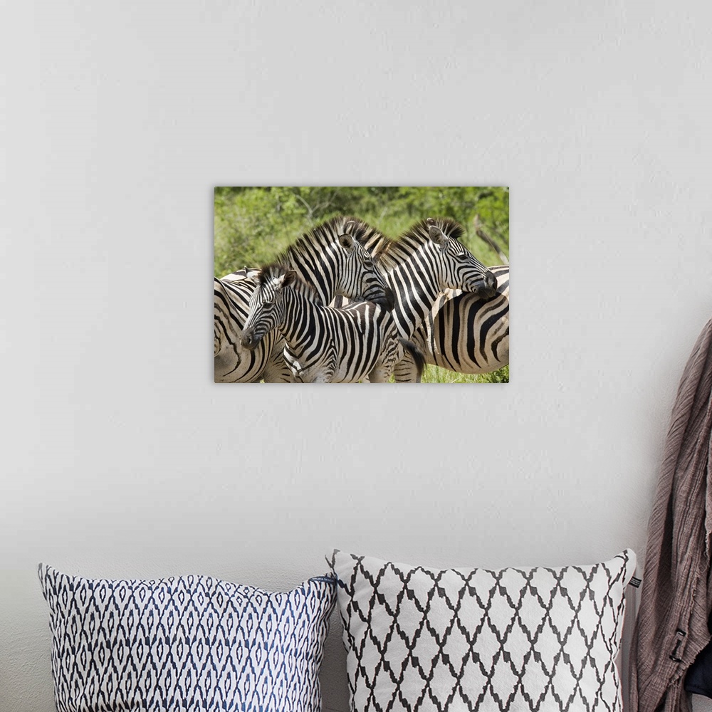 A bohemian room featuring Common zebra Hluhluwe and Imfolozi  Game Reserves, Kwazulu-Natal, Africa