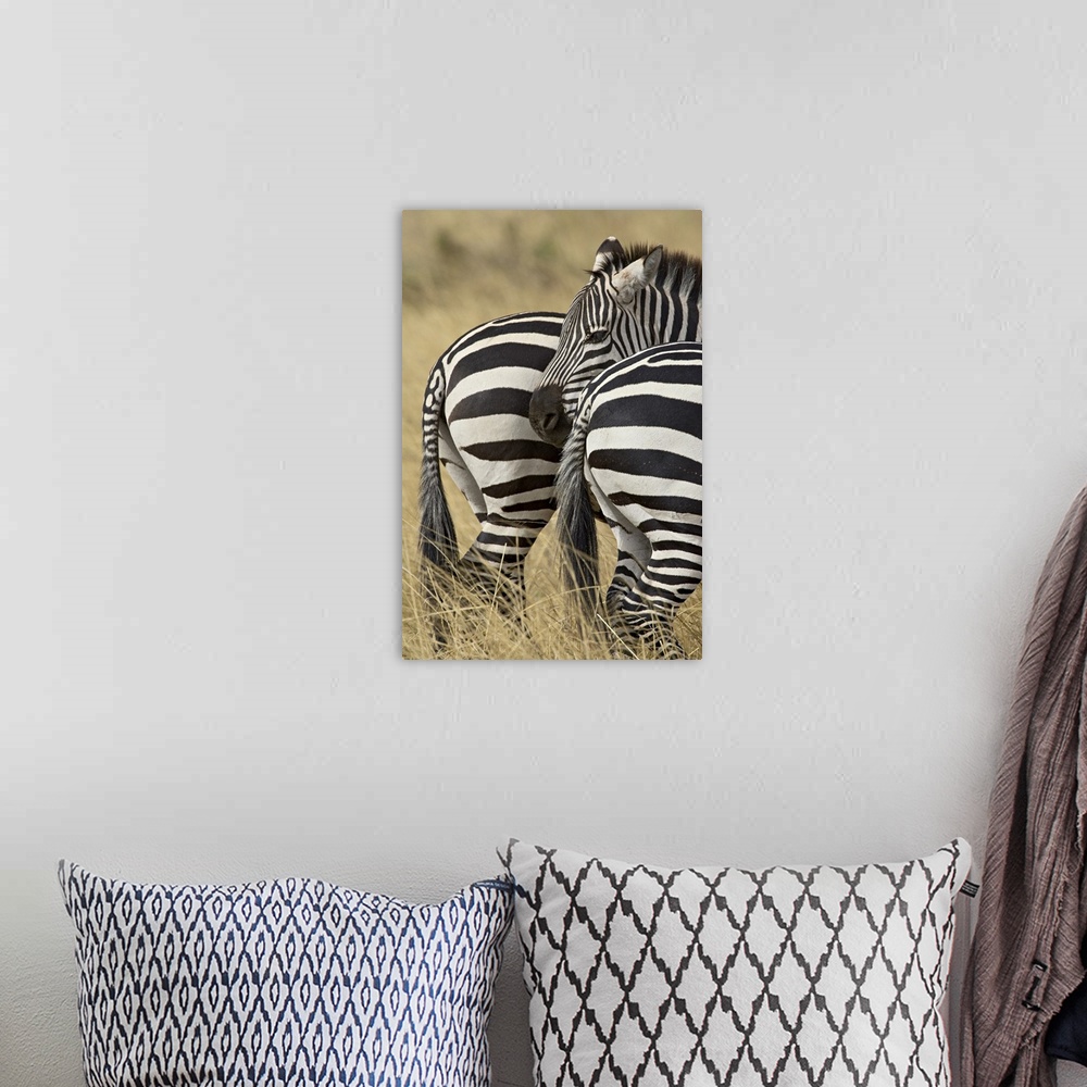 A bohemian room featuring Common zebra or Burchell's zebra, Masai Mara National Reserve, Kenya, Africa