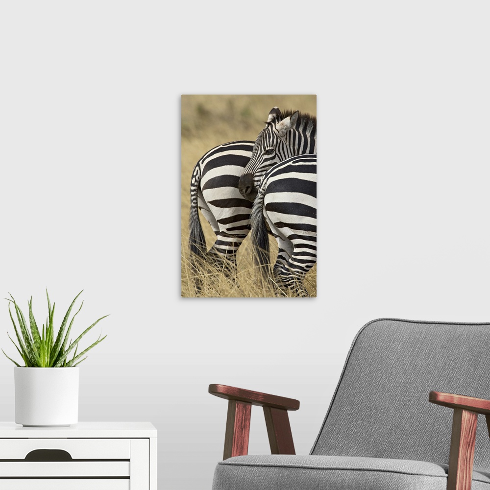 A modern room featuring Common zebra or Burchell's zebra, Masai Mara National Reserve, Kenya, Africa