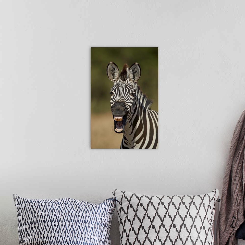 A bohemian room featuring Common zebra yawning, Ruaha National Park, Tanzania