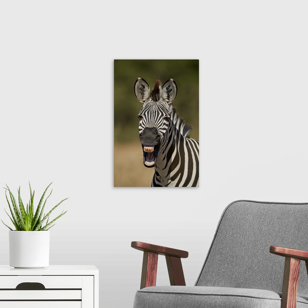 A modern room featuring Common zebra yawning, Ruaha National Park, Tanzania