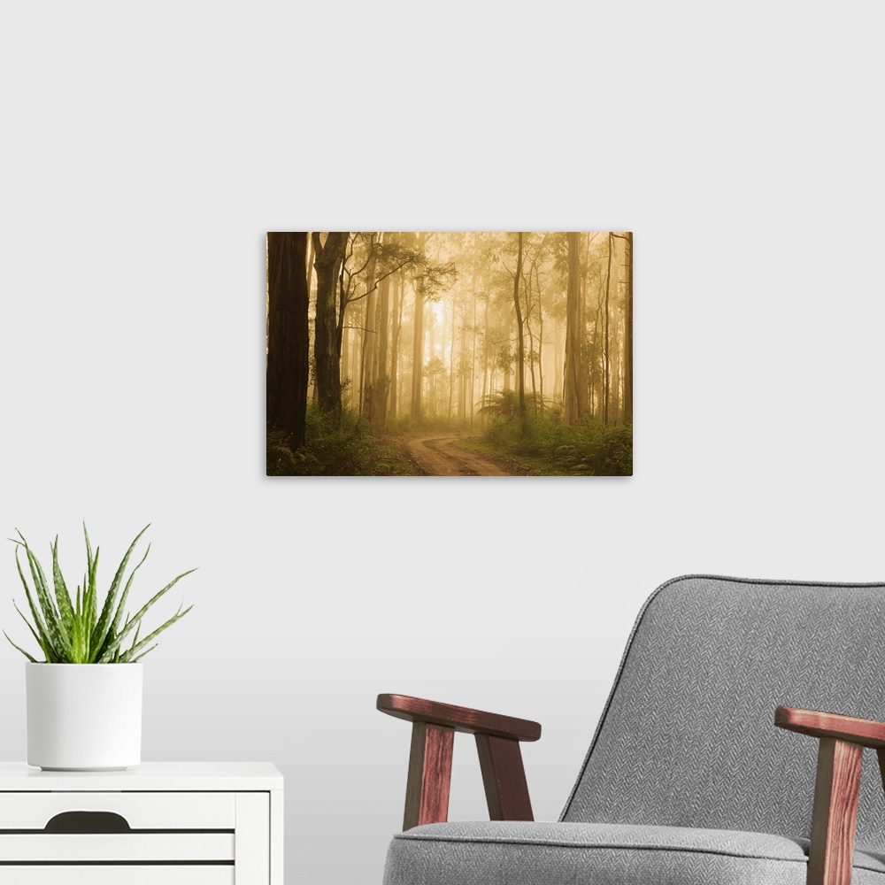 A modern room featuring Country road in fog, Dandenong Ranges, Victoria, Australia, Pacific