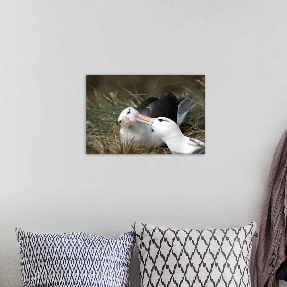 A bohemian room featuring Courting black-browed albatross, West Point, Falkland Island, South America