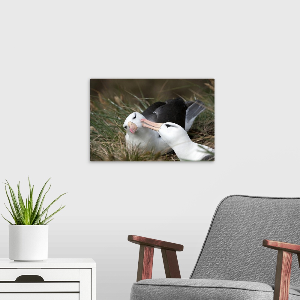 A modern room featuring Courting black-browed albatross, West Point, Falkland Island, South America